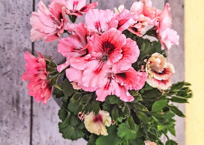 Laerche By Interhome Daire *